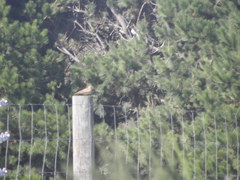 Alauda arvensis arvensis