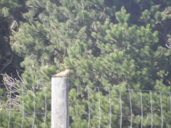 Alauda arvensis arvensis