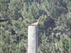 Alauda arvensis arvensis