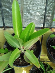Kalanchoe gastonis-bonnieri