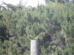 Alauda arvensis arvensis