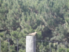 Alauda arvensis arvensis