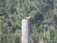 Alauda arvensis arvensis