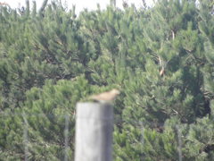 Alauda arvensis arvensis