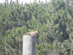 Alauda arvensis arvensis