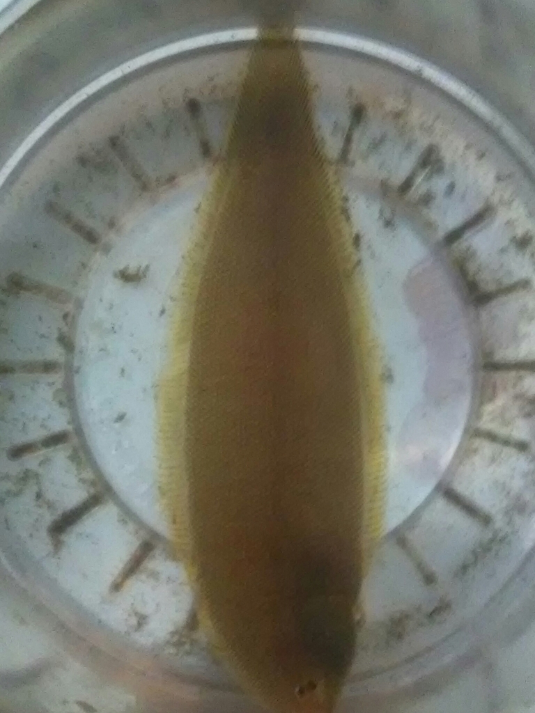 Slanke tongschar (Symphurus elongatus) — Cynoglossidae