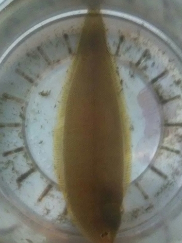 Elongate tonguesole (Symphurus elongatus) — Cynoglossidae