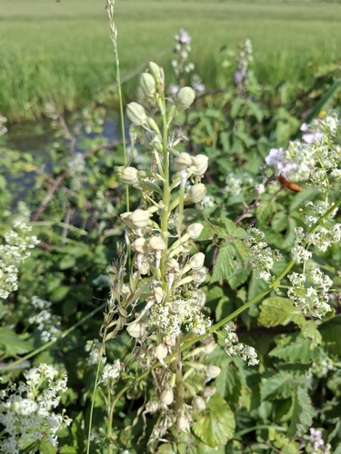 Lizard Orchid