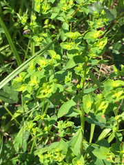Euphorbia spathulata