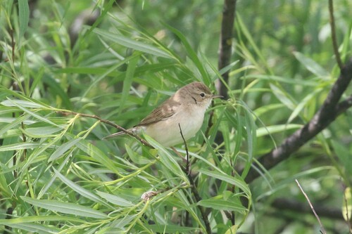 Zarcero escita (Iduna caligata)