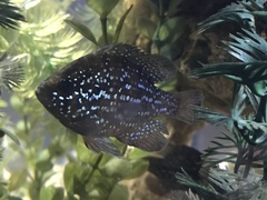 Enneacanthus gloriosus