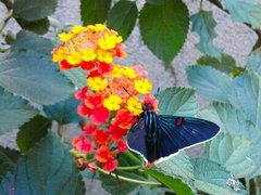 Phocides polybius phanias