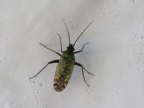 Macrotylus paykullii observed 2026-05-27