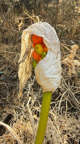Italian arum