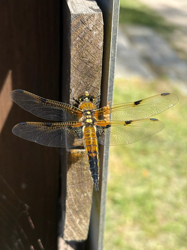 Four-spotted Skimmer