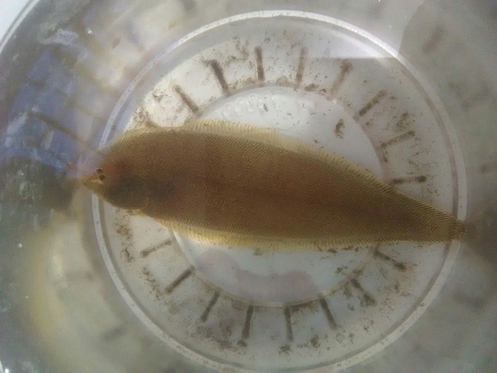 Elongate tonguesole (Symphurus elongatus) — Cynoglossidae