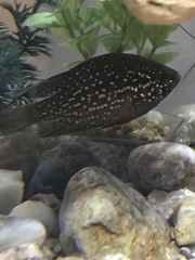 Enneacanthus gloriosus