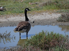 Branta canadensis moffitti