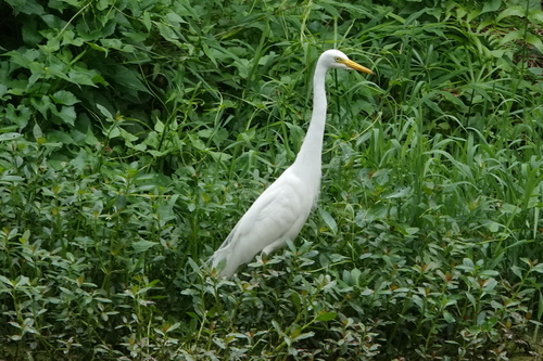 iNaturalist image