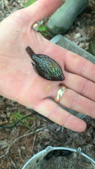 Enneacanthus gloriosus