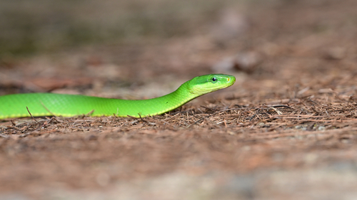 Jade Tree Snake