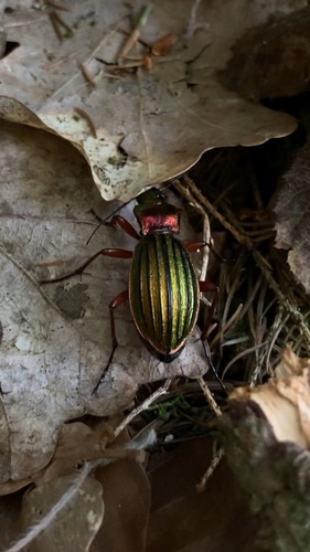 Carabus auronitens
