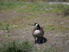 Branta canadensis moffitti