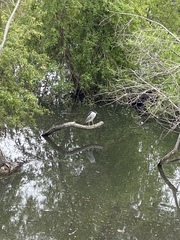 Nycticorax nycticorax