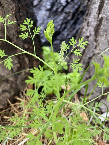 Наблюдение на iNaturalist