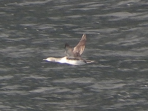 Red-throated Loon