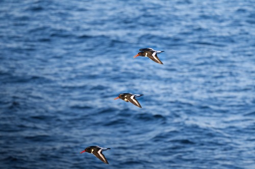 Eurasian Oystercatcher