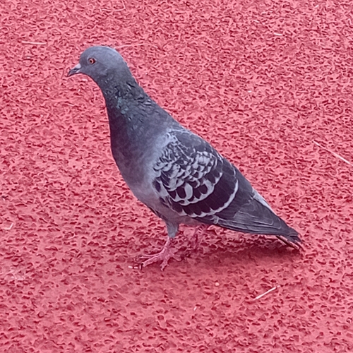Feral Pigeon