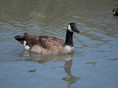 Branta canadensis moffitti