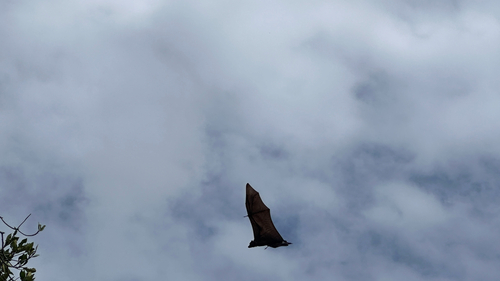 Indian Flying Fox