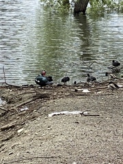Cairina moschata domestica