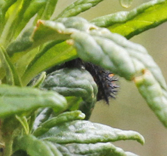 Euphydryas chalcedona