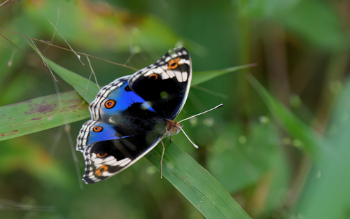 Blue Pansy