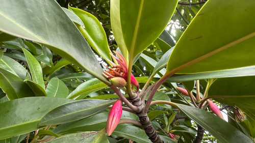 orange mangrove