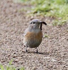 Euphydryas chalcedona