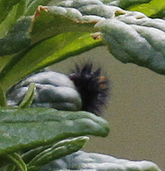 Euphydryas chalcedona