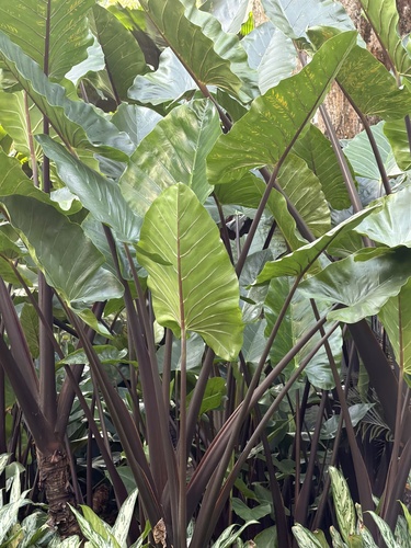 giant taro