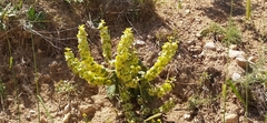 author not stated, no rights reserved Phlomoides isochila, photograph author not stated, no rights reserved