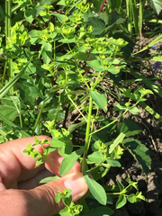 Euphorbia spathulata