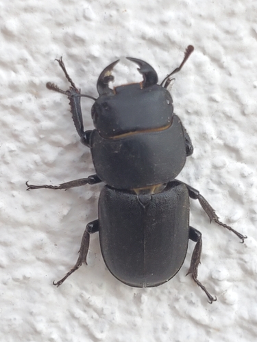 Lesser Stag Beetle