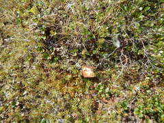 Betula glandulosa