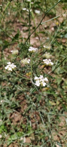 Turgenia latifolia, photograph 1