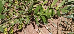 Turgenia latifolia, photograph author not stated, no rights reserved