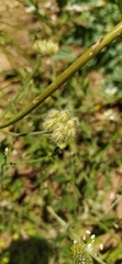Turgenia latifolia, photograph author not stated, no rights reserved