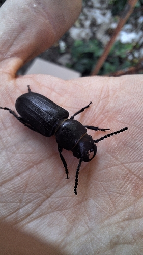 Black Longicorn Beetle