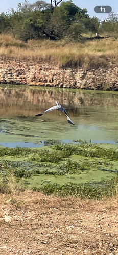 iNaturalist image